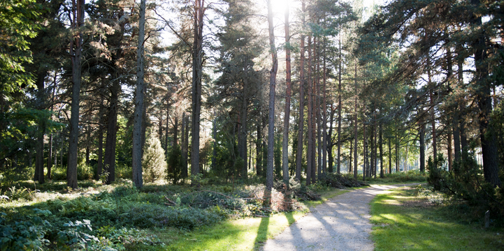 Skogsväg genom Gävle.