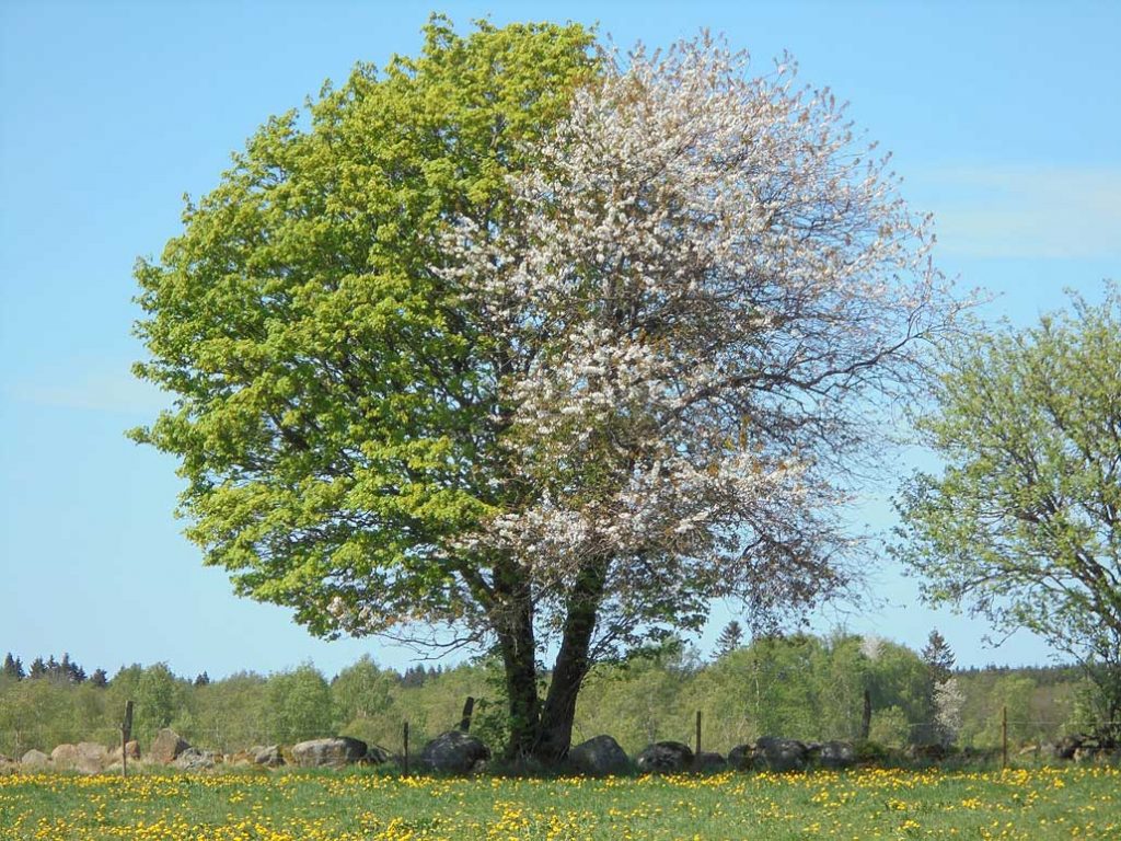 Träd i Halmstad