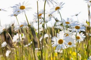 Sommarblommor