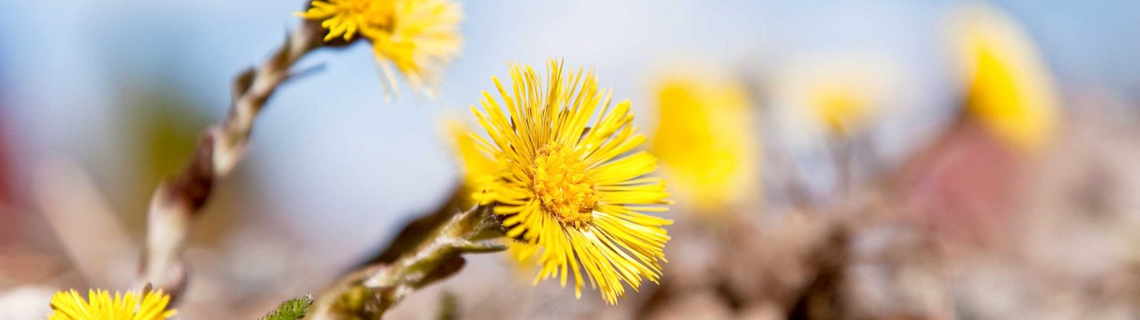 Tussilago.