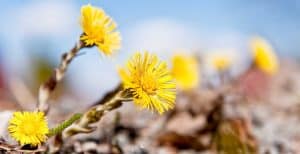 Tussilago.